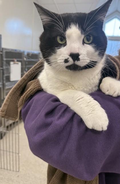 Sammy, a Adoptable mixed breed in Scotia, NY image 2/3