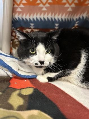 Sammy, a Adoptable mixed breed in Scotia, NY image 3/3