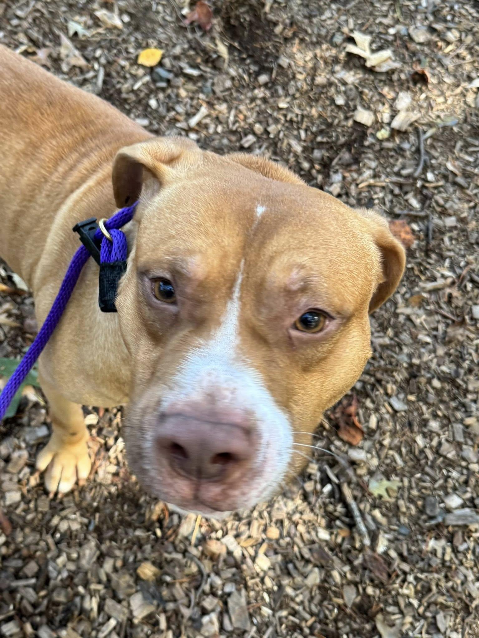 Roan (ID 48260/2978)