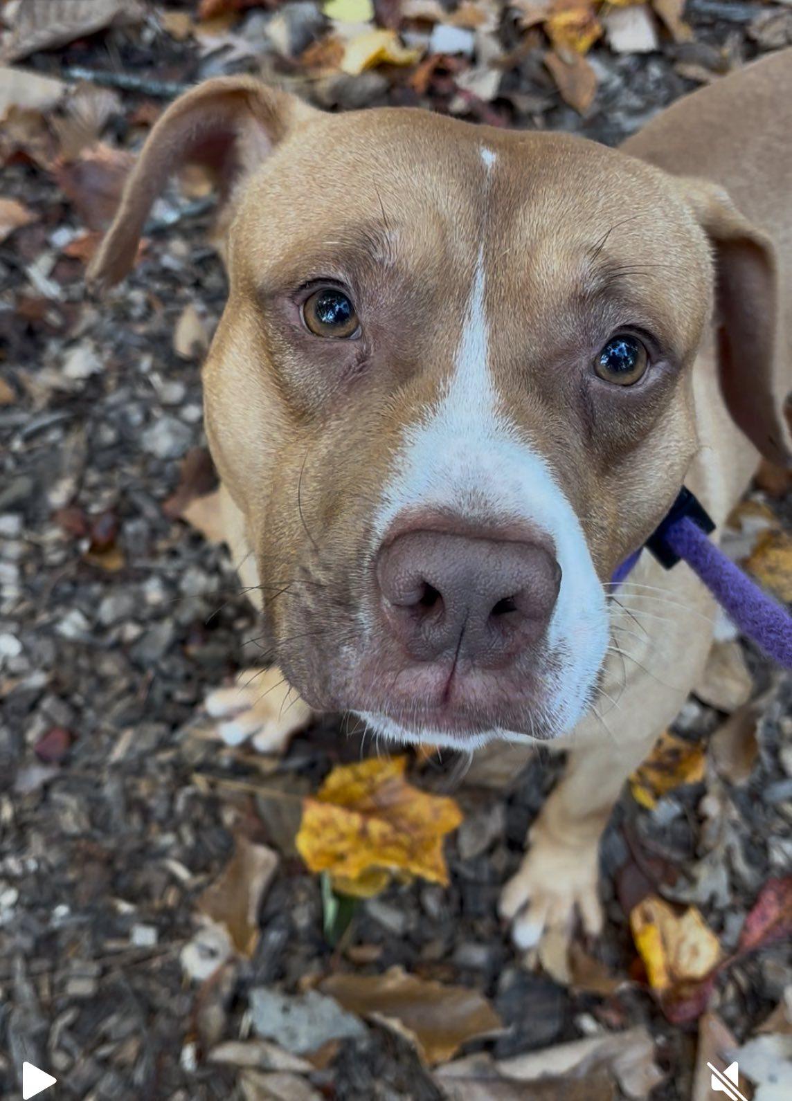 Roan (ID 48260/2978)