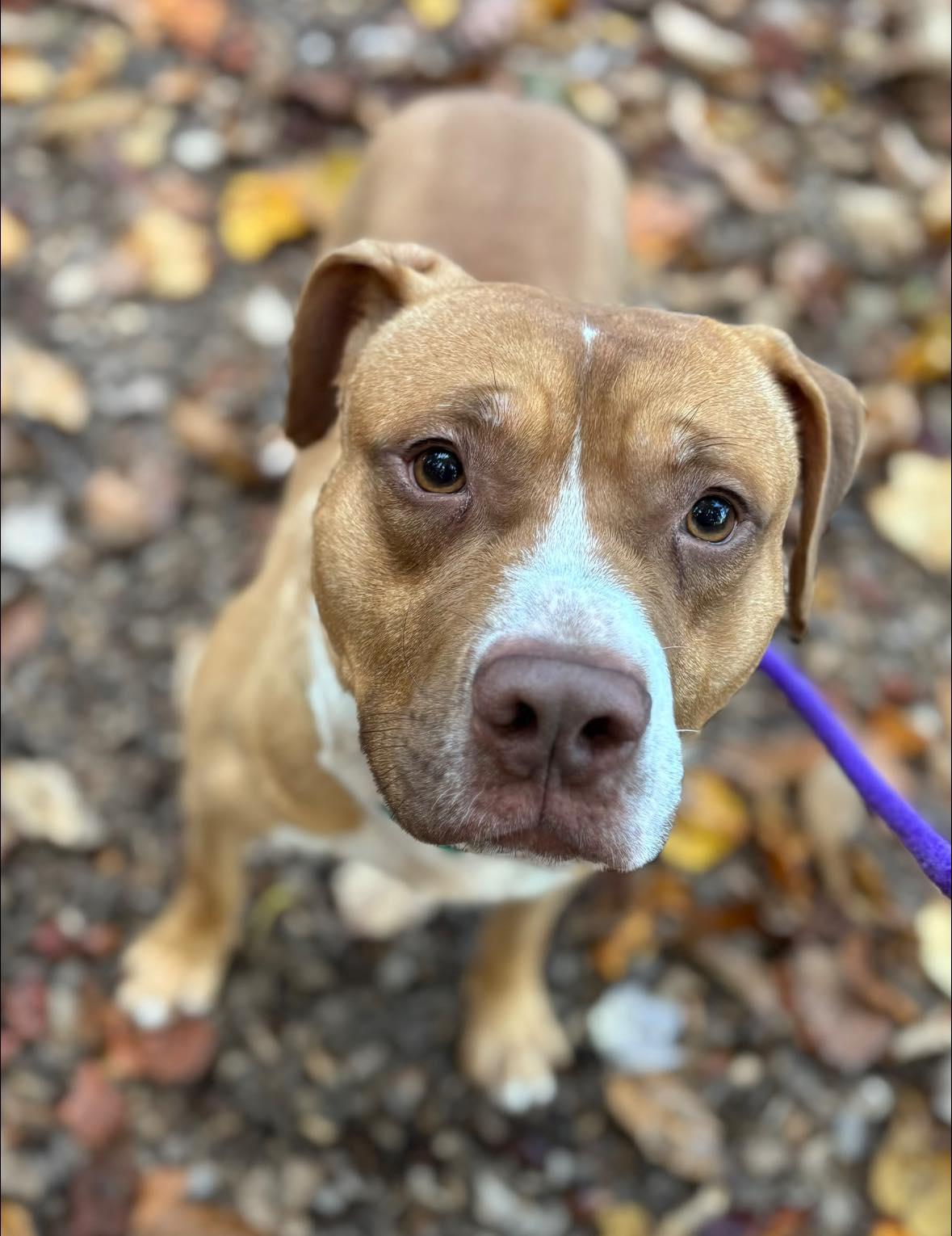 Roan (ID 48260/2978)