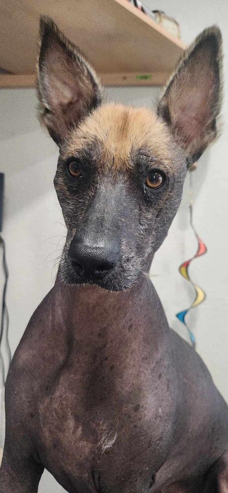 Cuete, Adoptable, Adult Male Xoloitzcuintli / Mexican Hairless.