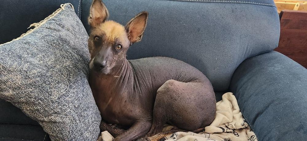 Cuete, a Adoptable Xoloitzcuintli / Mexican Hairless in Aurora, CO image 2/6