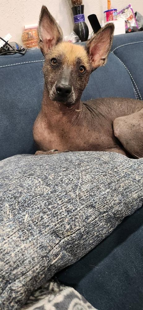 Cuete, a Adoptable Xoloitzcuintli / Mexican Hairless in Aurora, CO image 3/6