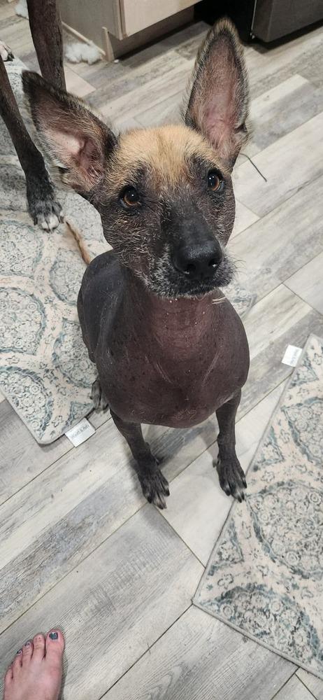 Cuete, a Adoptable Xoloitzcuintli / Mexican Hairless in Aurora, CO image 4/6