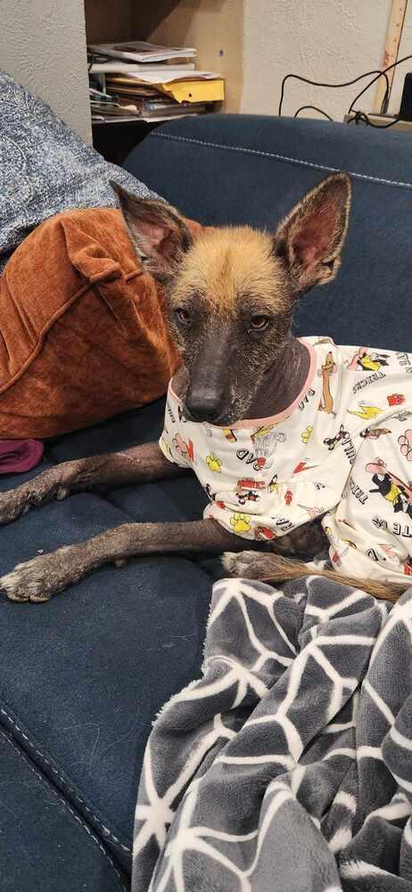 Cuete, a Adoptable Xoloitzcuintli / Mexican Hairless in Aurora, CO image 5/6