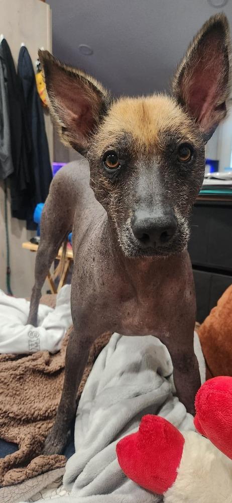 Cuete, a Adoptable Xoloitzcuintli / Mexican Hairless in Aurora, CO image 6/6