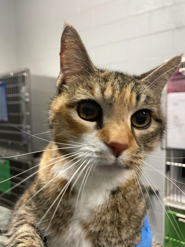 Enlarge Sally, a Adoptable mixed breed in Henderson, NC image 1/1