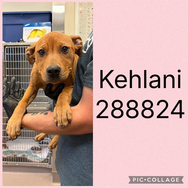 KEHLANI, Adoptable, Puppy Female Mixed Breed.