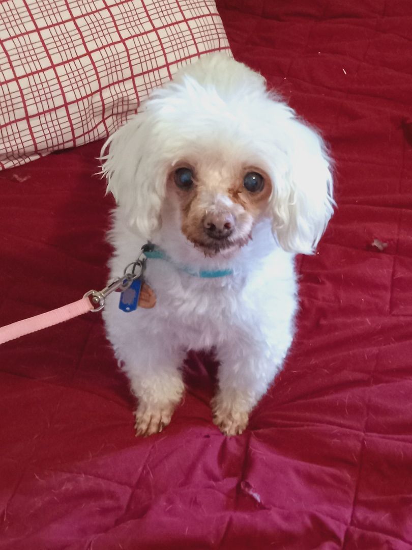Mitzi, Adopted, Senior Female Maltese.