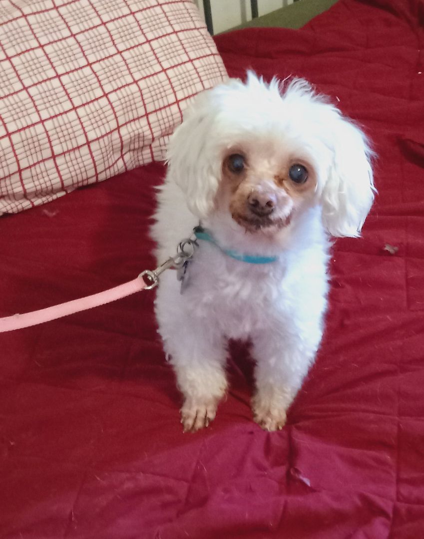 Enlarge Mitzi, a Adopted Maltese in Upper Sandusky, OH image 2/13