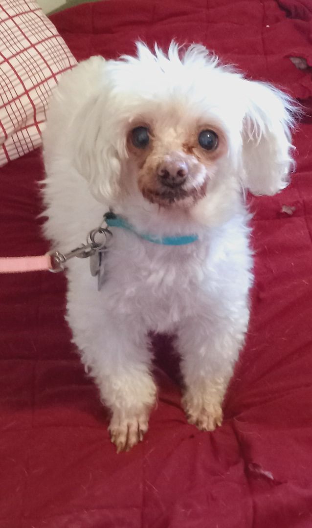 Enlarge Mitzi, a Adopted Maltese in Upper Sandusky, OH image 3/13