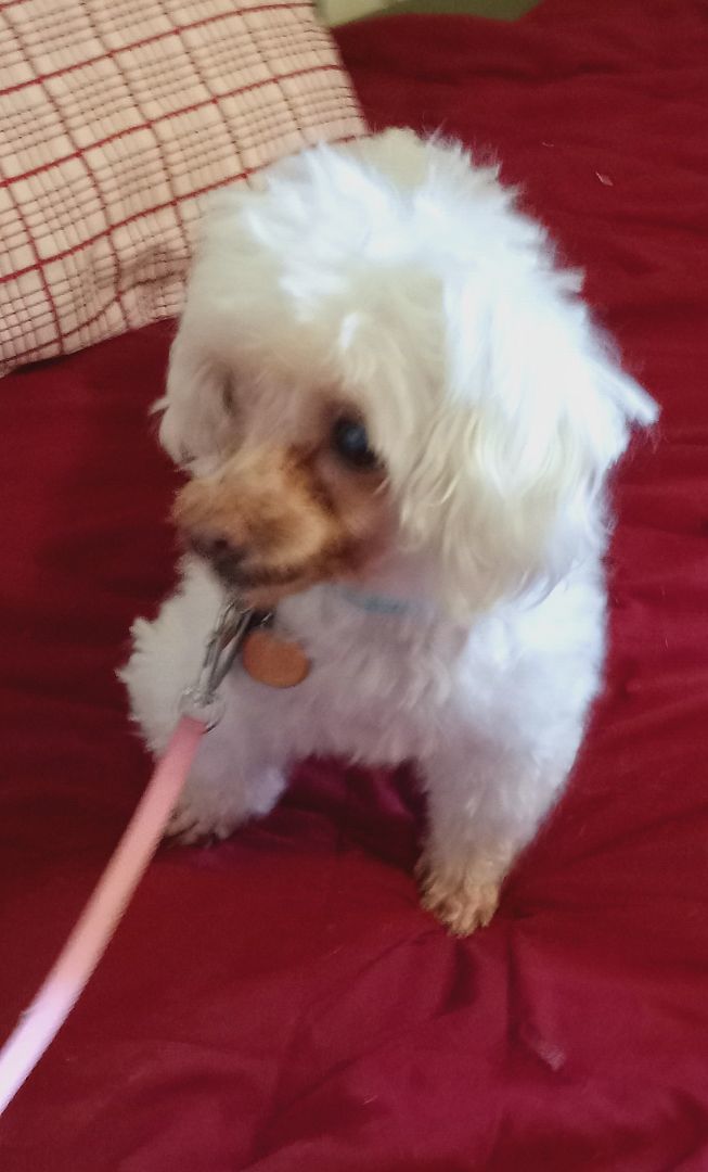Enlarge Mitzi, a Adopted Maltese in Upper Sandusky, OH image 4/13
