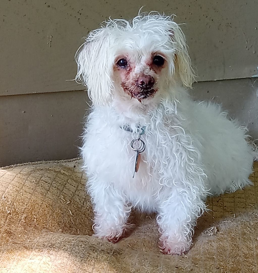 Enlarge Mitzi, a Adopted Maltese in Upper Sandusky, OH image 5/13