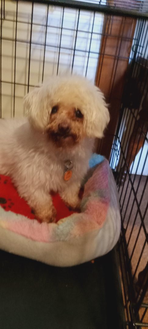 Enlarge Mitzi, a Adopted Maltese in Upper Sandusky, OH image 6/13