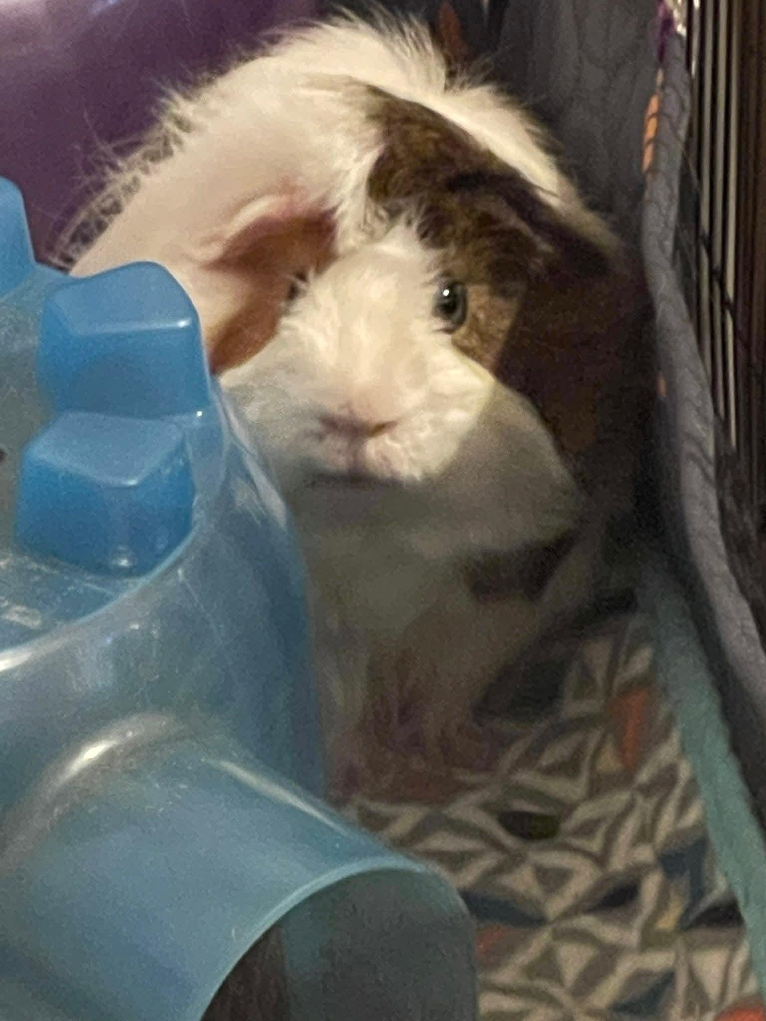 Huey, Adoptable, Adult Male Guinea Pig.