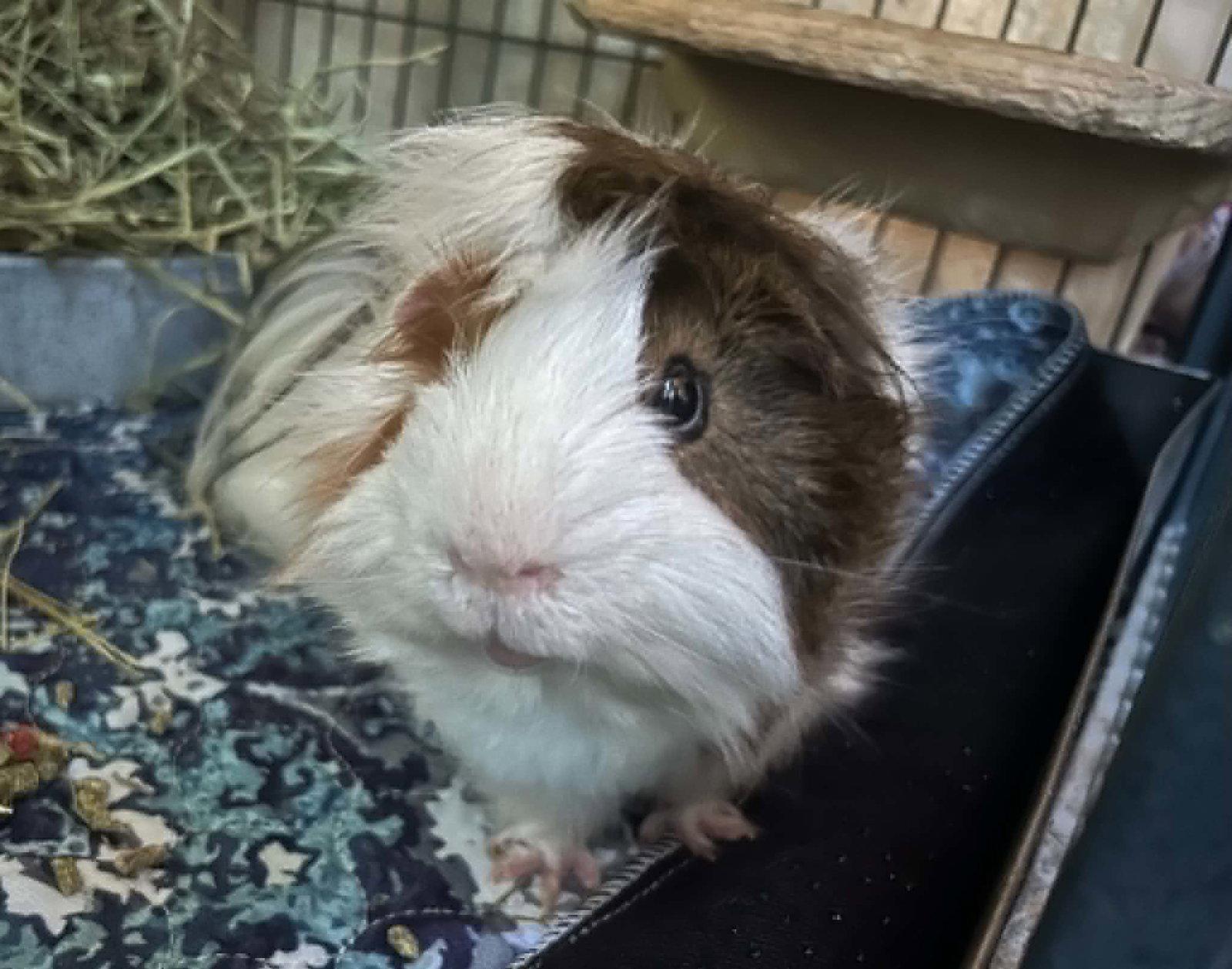 Enlarge Huey, a Adoptable Guinea Pig in hinckley, IL image 2/3
