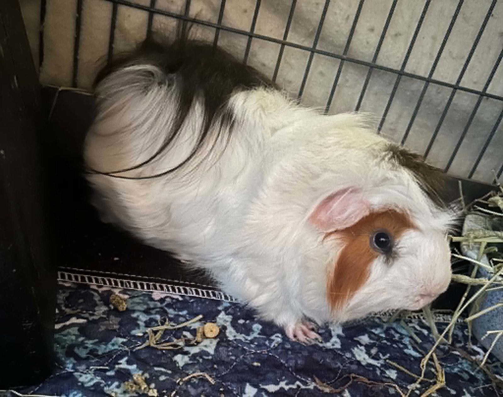 Enlarge Huey, a Adoptable Guinea Pig in hinckley, IL image 3/3