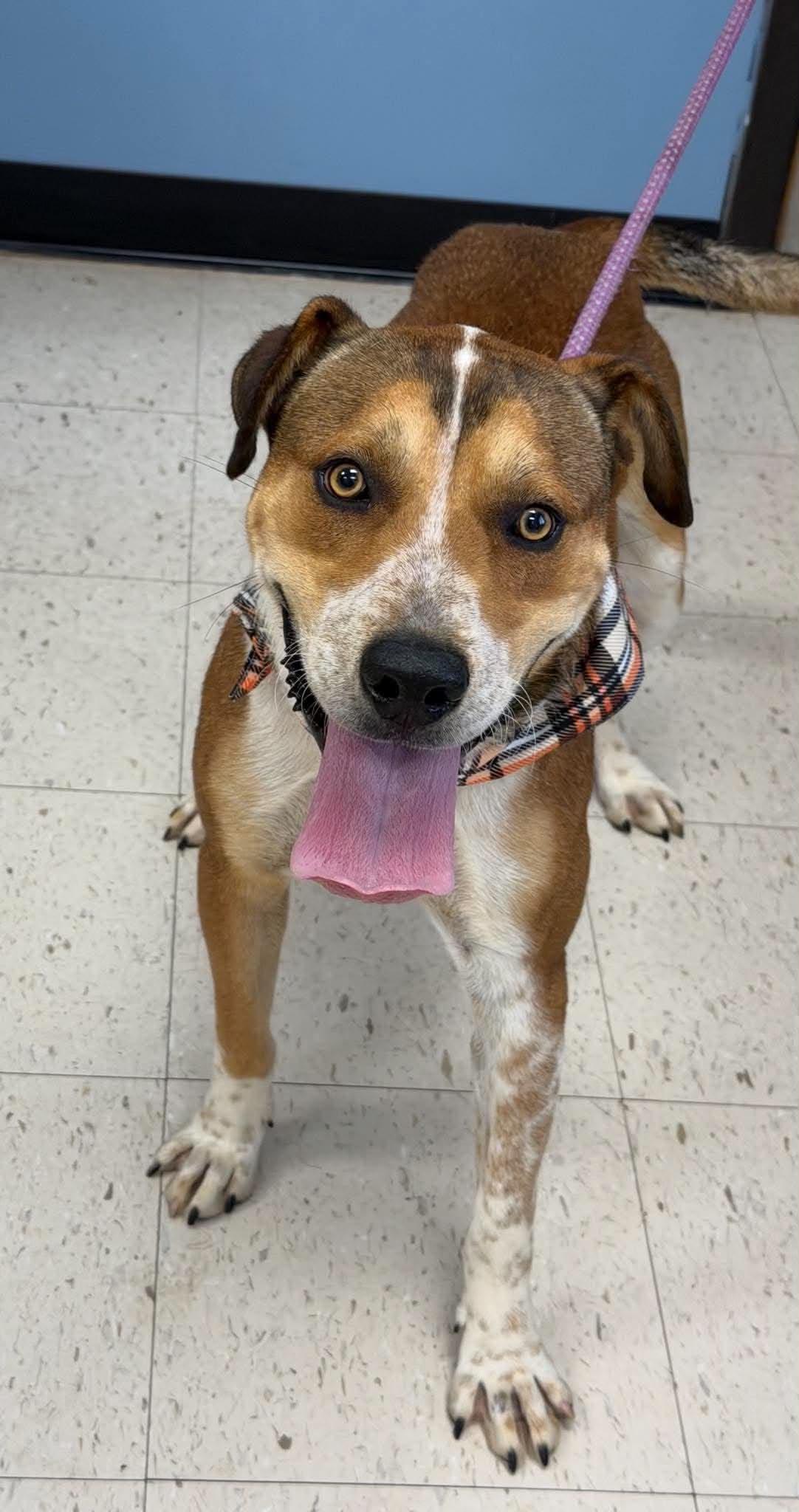 Enlarge Bruno, a Adoptable mixed breed in Cumming, GA image 5/5
