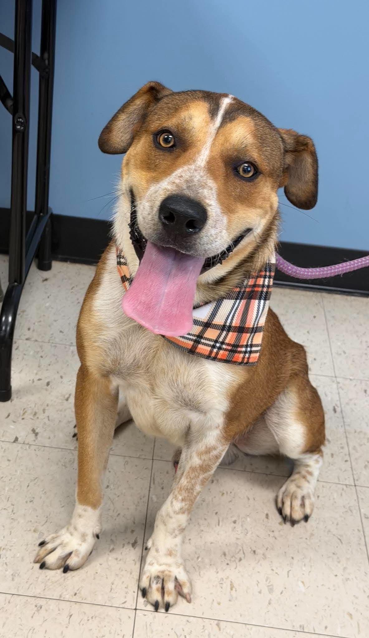 Bruno, Adoptable, Young Male English Coonhound & Black Mouth Cur.