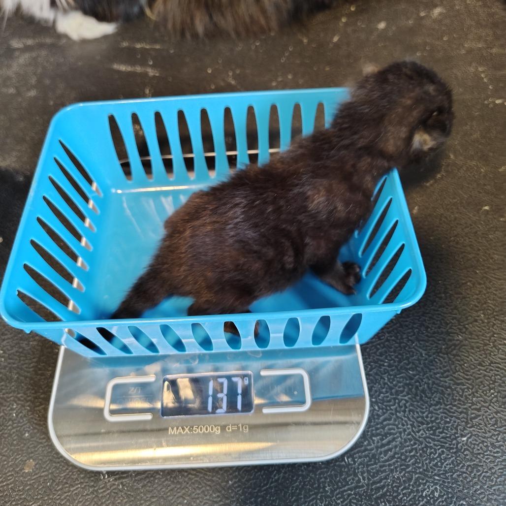 Brownie, Adoptable, Kitten Female Domestic Short Hair.