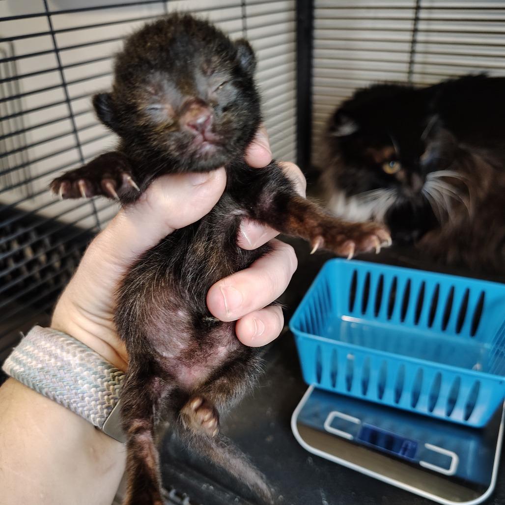 Enlarge Brownie, a Adoptable Domestic Short Hair in Osawatomie, KS image 2/3