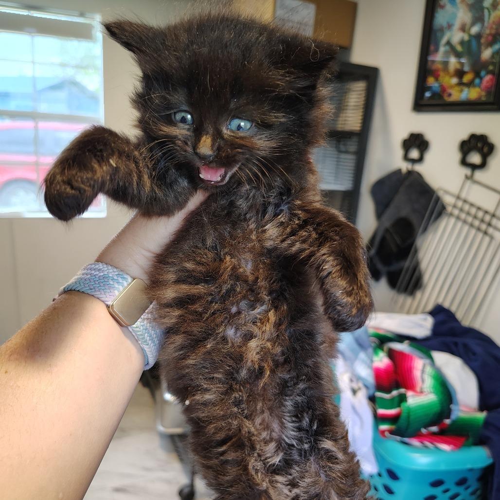 Enlarge Brownie, a Adoptable Domestic Short Hair in Osawatomie, KS image 3/3