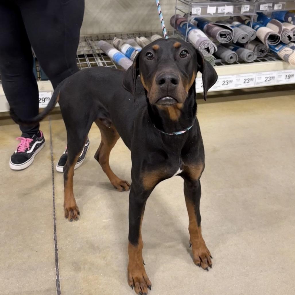 Dawson, Adoptable, Young Male Doberman Pinscher & Mixed Breed.