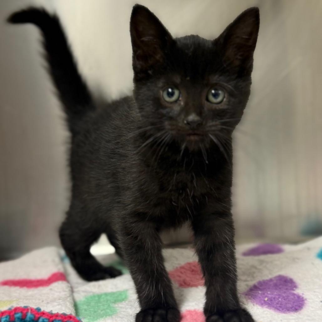Fizzy, Adoptable, Kitten Female Domestic Short Hair.