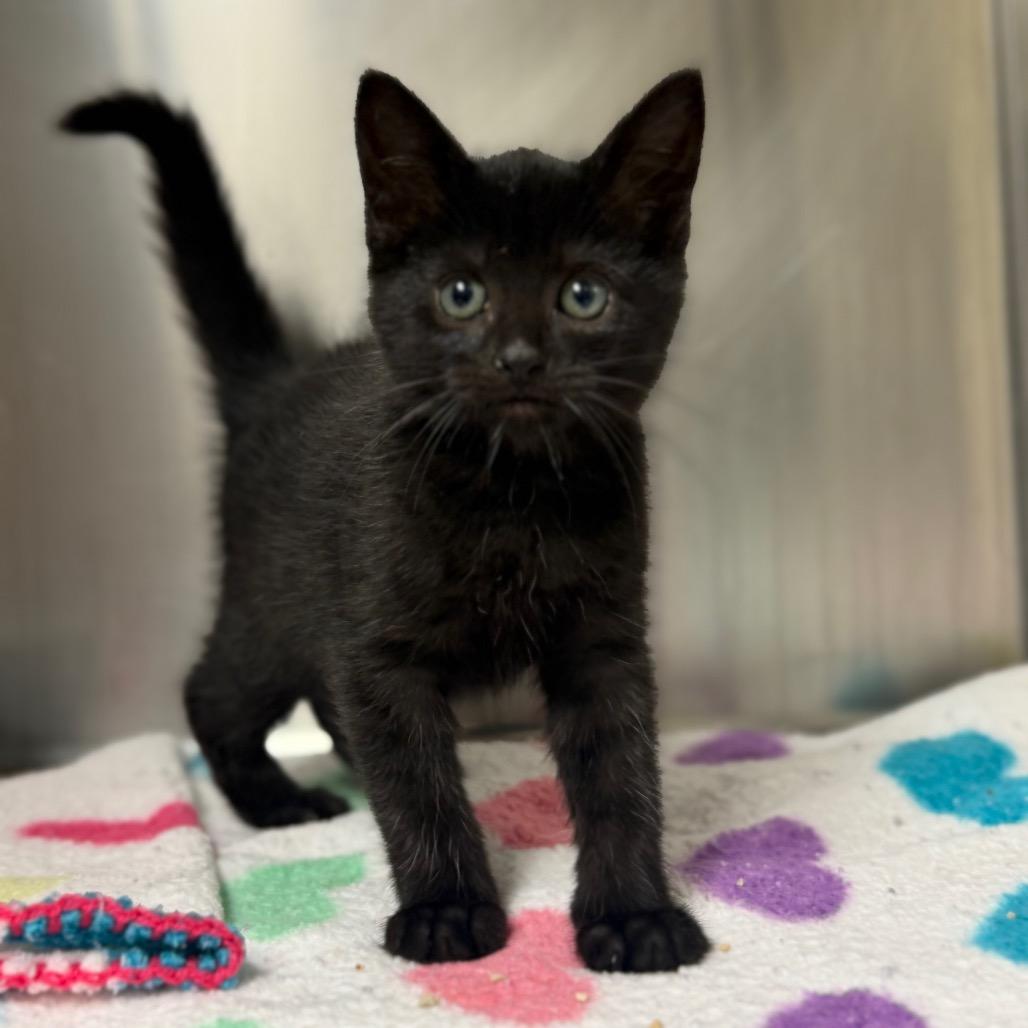 Fizzy, a Adoptable Domestic Short Hair in Bryan, TX image 2/6