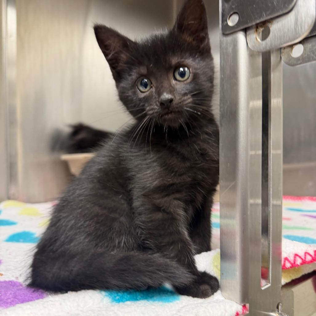 Fizzy, a Adoptable Domestic Short Hair in Bryan, TX image 3/6