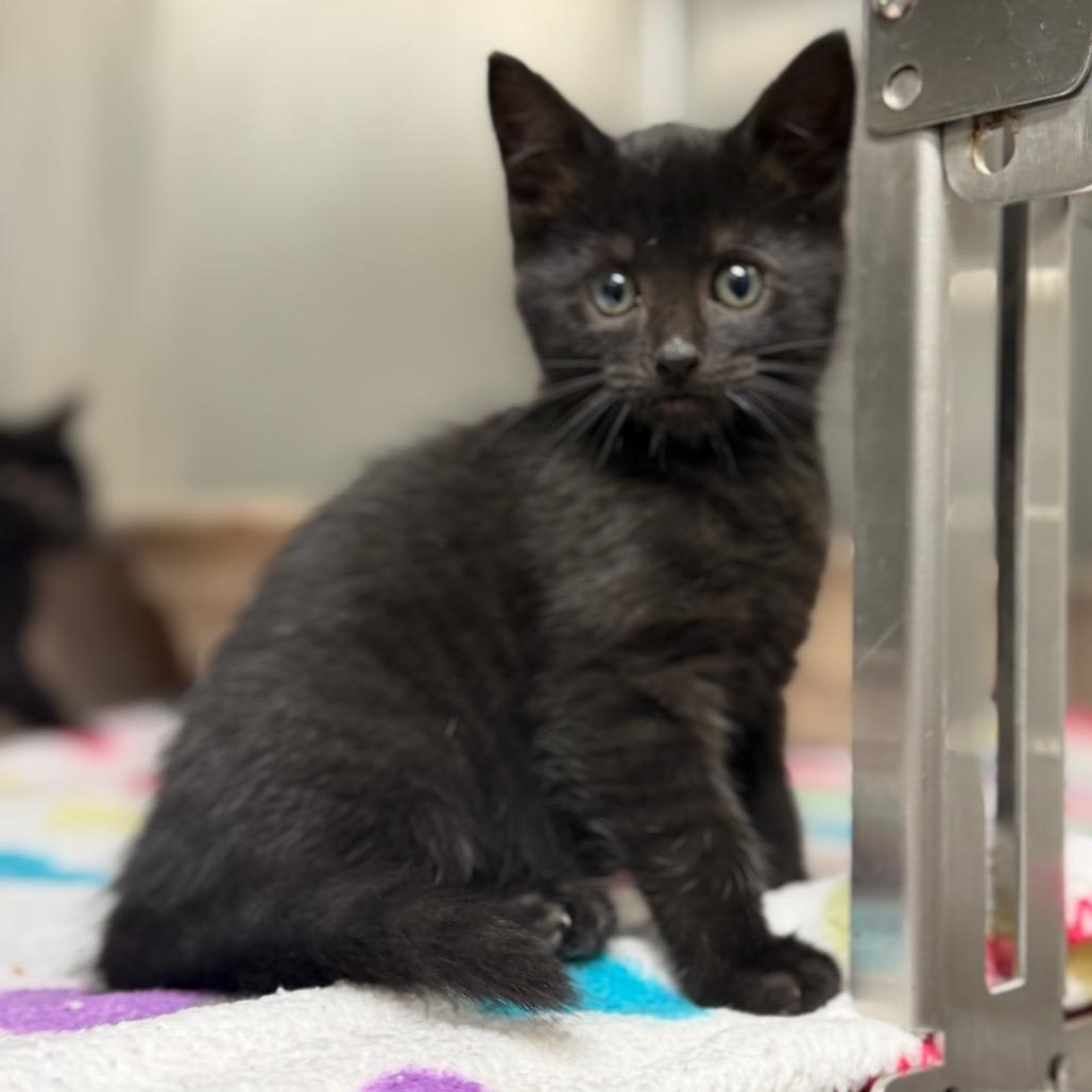 Fizzy, a Adoptable Domestic Short Hair in Bryan, TX image 4/6