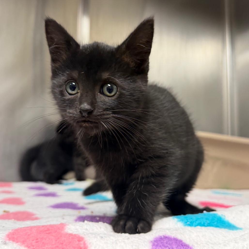 Fizzy, a Adoptable Domestic Short Hair in Bryan, TX image 5/6