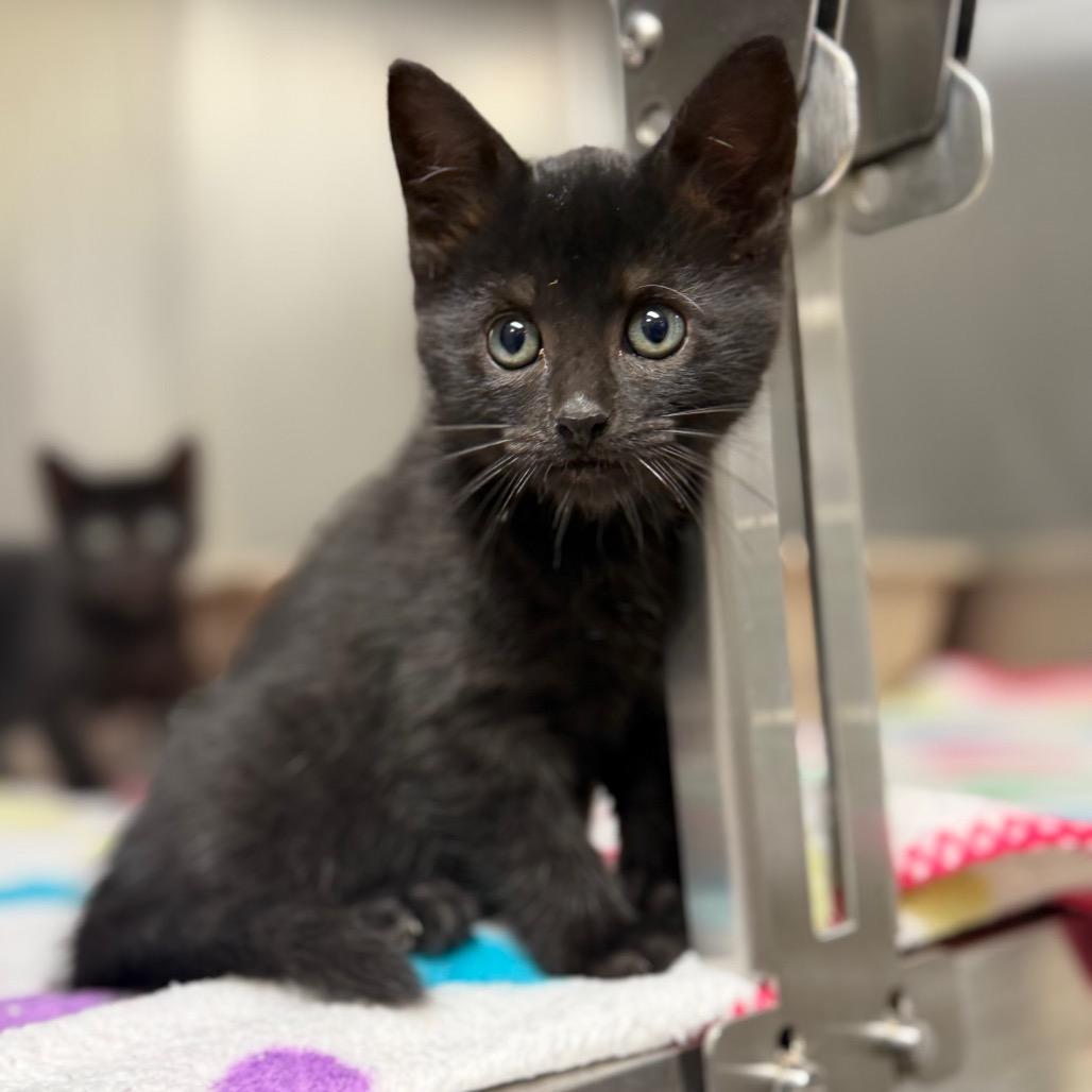 Fizzy, a Adoptable Domestic Short Hair in Bryan, TX image 6/6