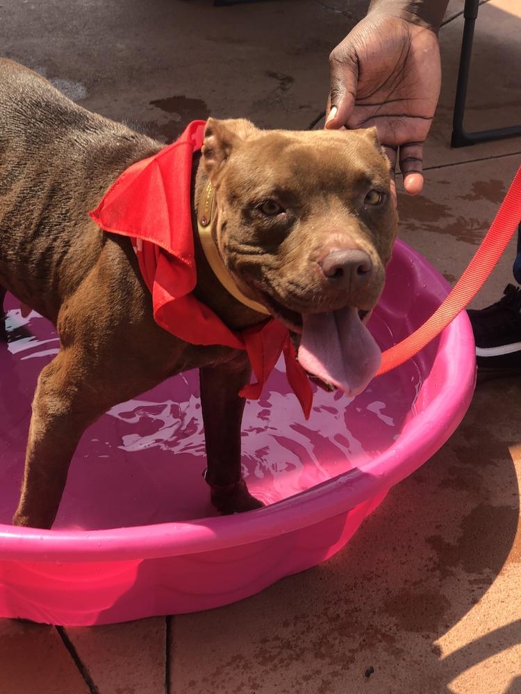 Enlarge Allie, a Adoptable mixed breed in Dawson, GA image 1/6