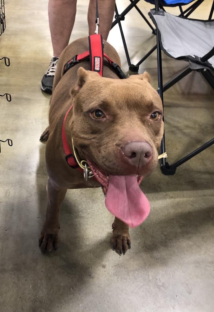 Enlarge Allie, a Adoptable mixed breed in Dawson, GA image 2/6