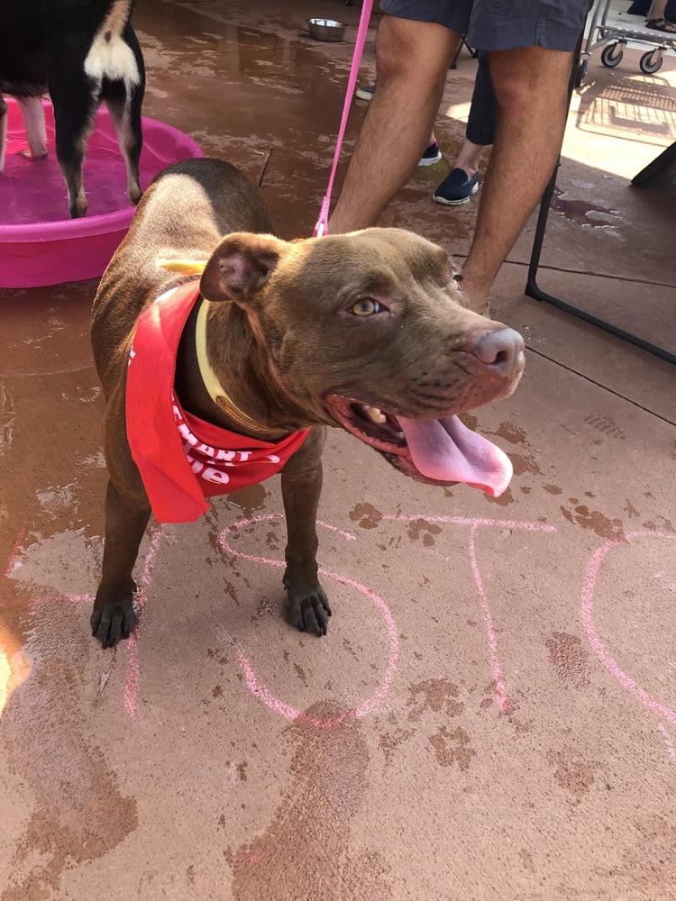 Enlarge Allie, a Adoptable mixed breed in Dawson, GA image 4/6