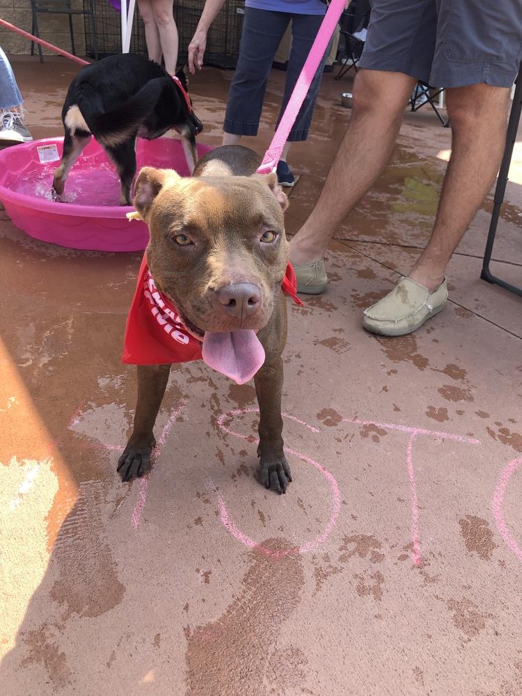 Enlarge Allie, a Adoptable mixed breed in Dawson, GA image 6/6