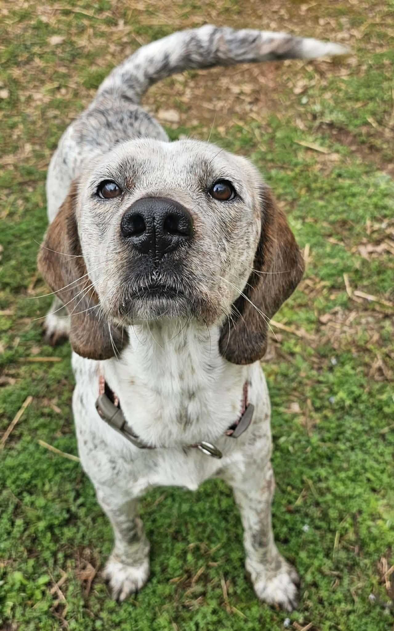 Enlarge Luna, an adopted mixed breed in McDonough, GA image 4/5