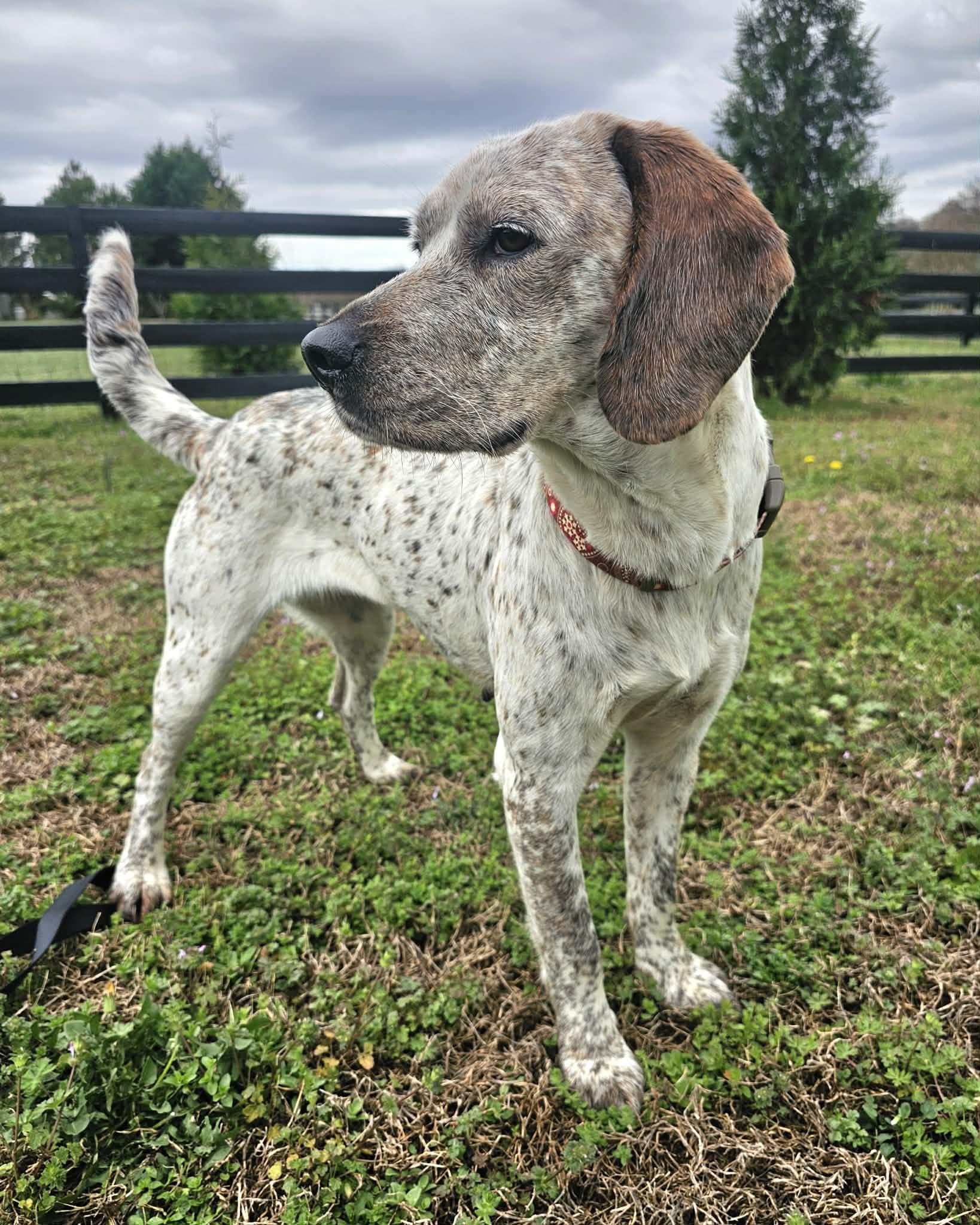 Enlarge Luna, an adopted mixed breed in McDonough, GA image 3/5