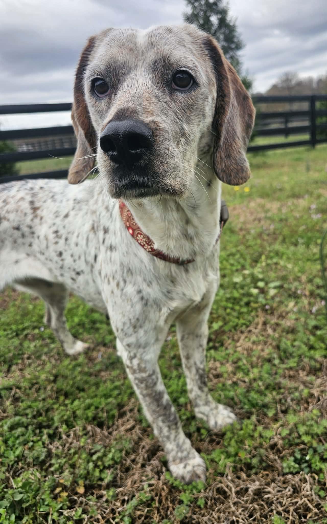 Enlarge Luna, an adopted mixed breed in McDonough, GA image 1/5