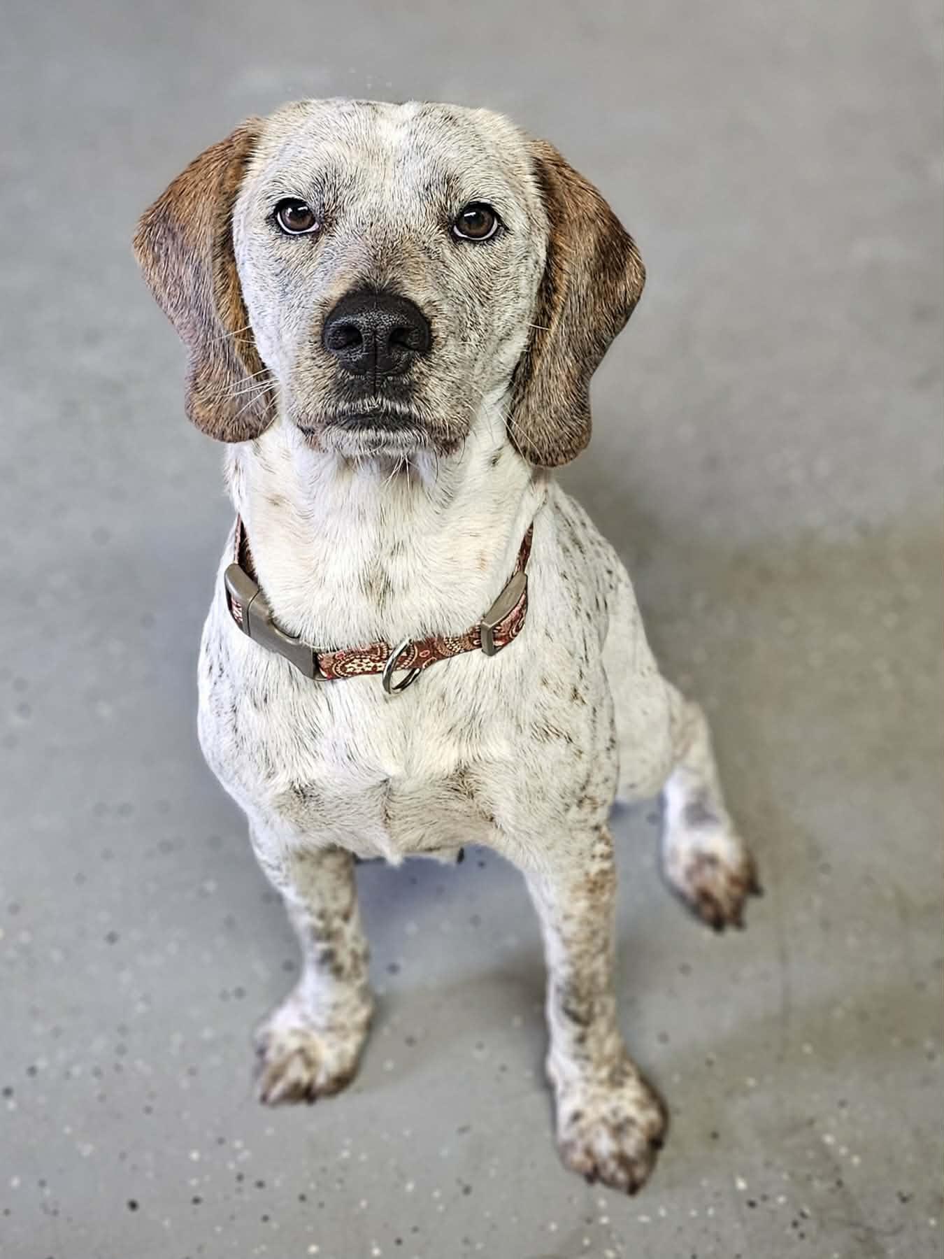 Enlarge Luna, an adopted mixed breed in McDonough, GA image 5/5