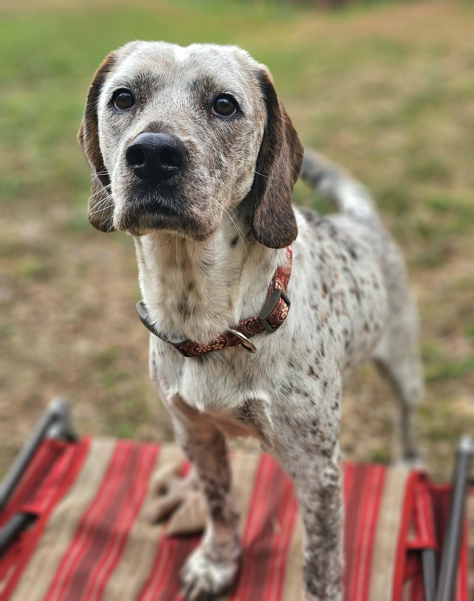 Enlarge Luna, an adopted mixed breed in McDonough, GA image 2/5