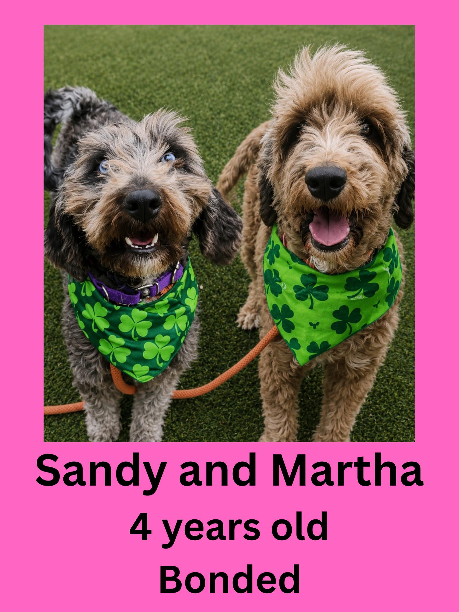 Sandy and Martha, ADOPTABLE, Adult Female Labradoodle.