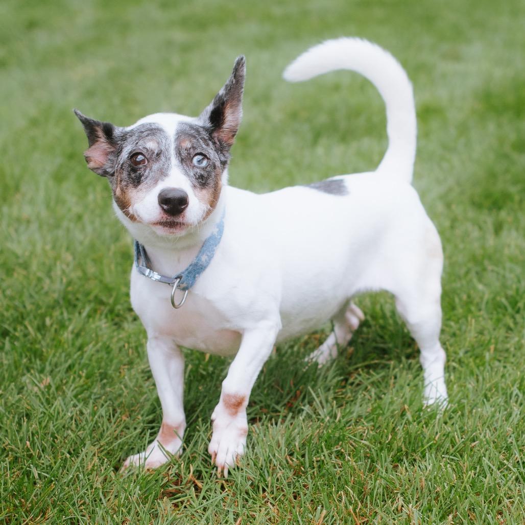 Enlarge Cece, a Adoptable mixed breed in Northbrook, IL image 1/2