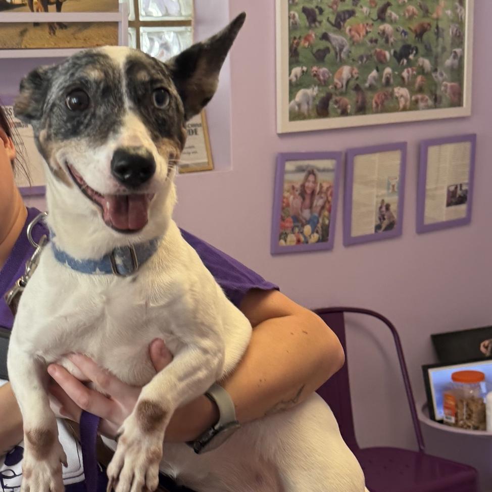Enlarge Cece, a Adoptable mixed breed in Northbrook, IL image 2/2