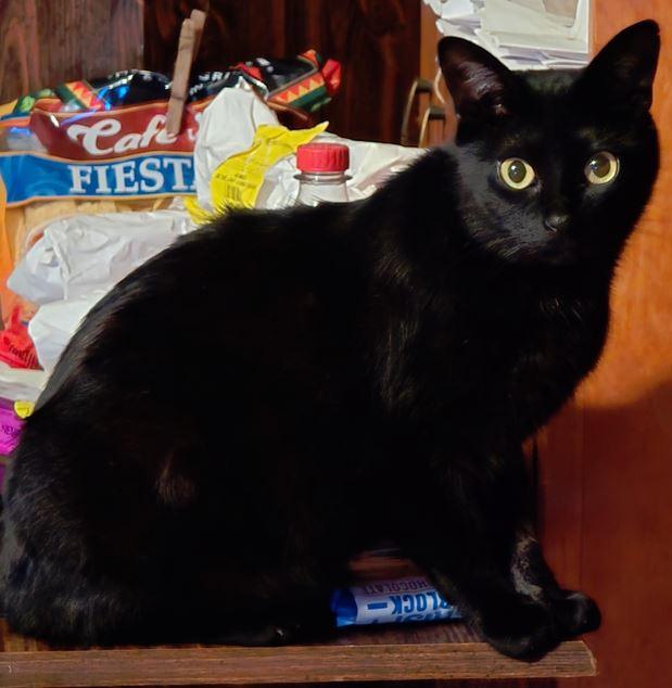 Punkin Bear, Adoptable, Adult Male Domestic Short Hair.