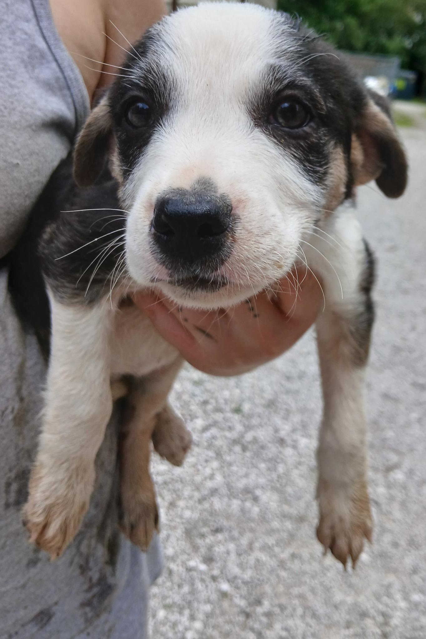 Faith, Adoptable, Young Female Terrier.