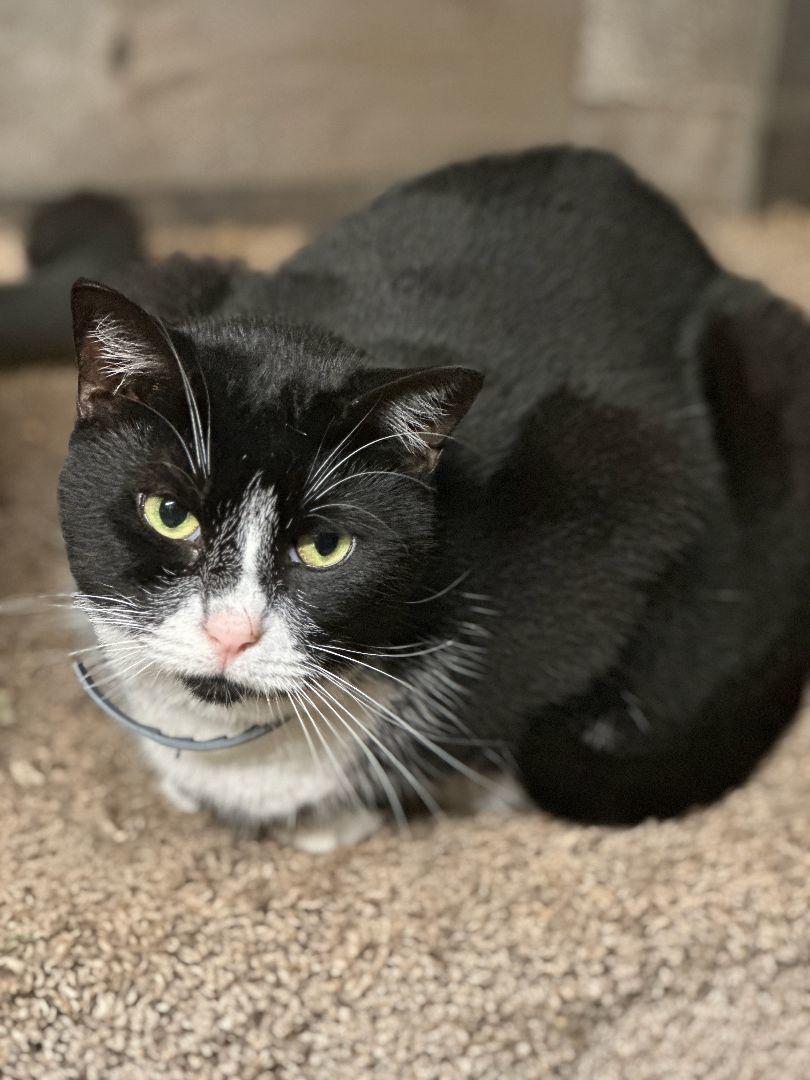 Enlarge Jade, a Adoptable Tuxedo in Middleburg, FL image 1/1