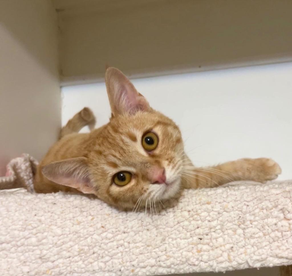 Pierre, Adoptable, Young Male Domestic Short Hair.